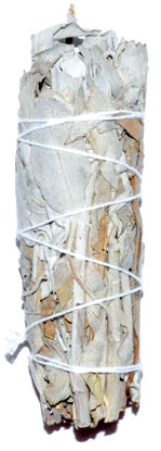 (image for) California White Sage smudge 3"